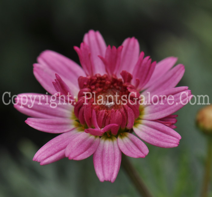 PGC-A-Argyranthemum-Perfect-Pink-2010-1