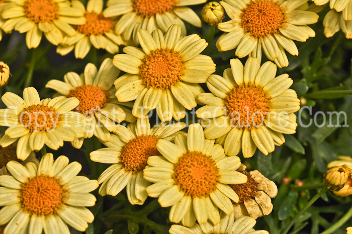 PGC-A-Argyranthemum-Sassy-Compact-Yellow-06-12-2