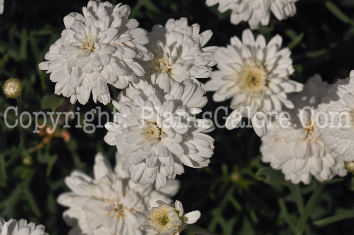 PGC-A-Argyranthemum-Sassy-Double-2010-001