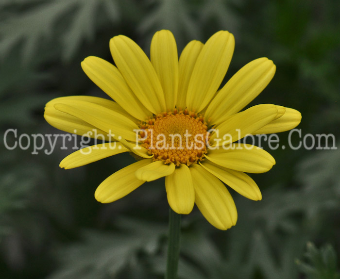 PGC-A-Argyranthemum-frutescens-Butterfly-05-2012-1