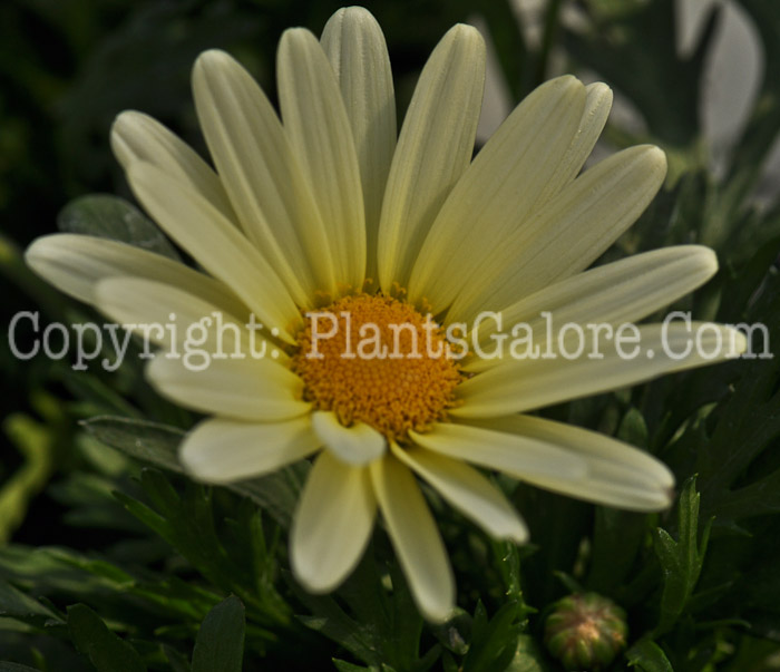 PGC-A-Argyranthemum-frutescens-Vannilla-Butterfly-1-2010