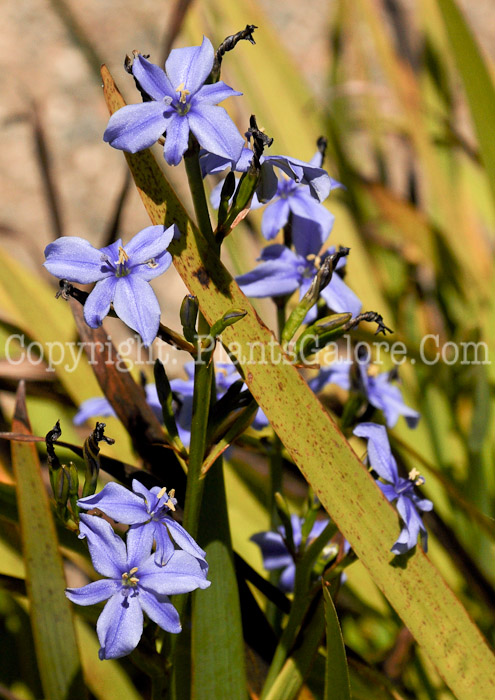 PGC-P-Aristea-ecklonii-aka-Small-Blue-Stars-1