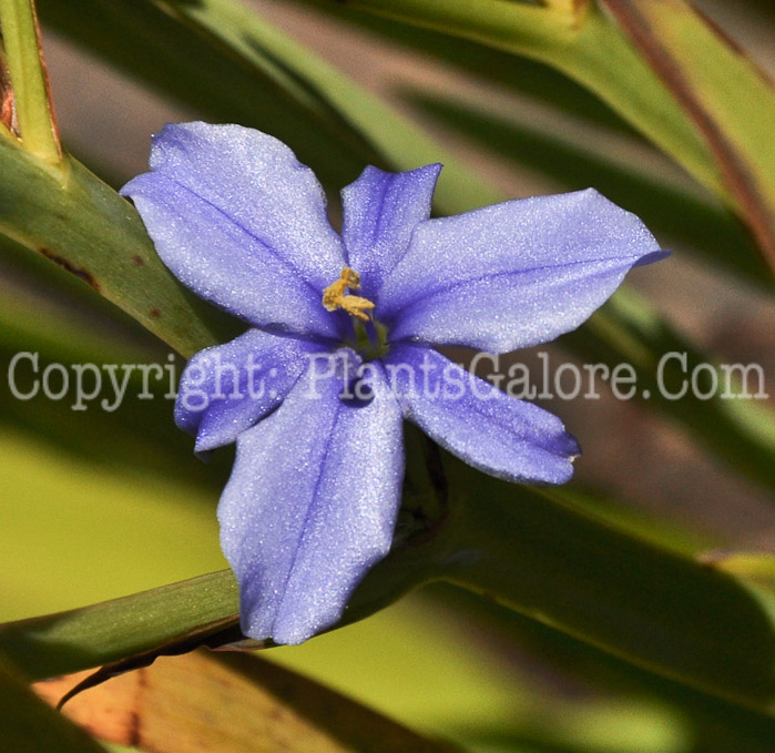 PGC-P-Aristea-ecklonii-aka-Small-Blue-Stars-2