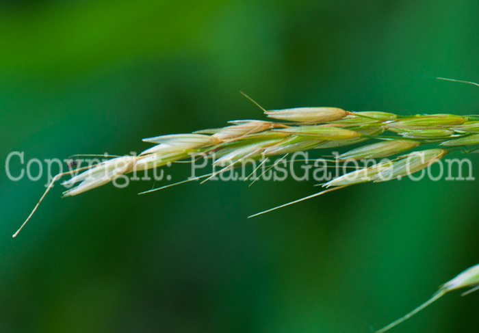 PGC-G-Arrhenatherum-elatius-aka-Tall-Oatgrass-0514-2