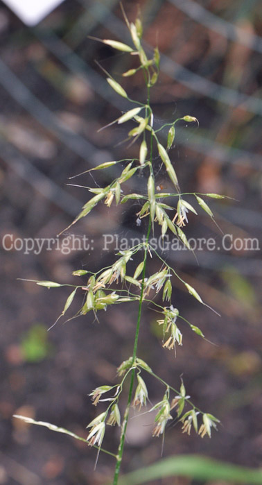 PGC-G-Arrhenatherum-elatius-aka-Tall-Oatgrass-1