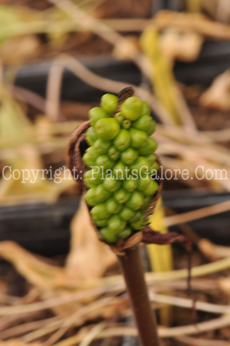 PGC-P-Arum-purpurospathum-05-2012-2