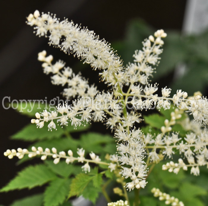 PGC-P-Aruncus-Milky-Lace-2010-003