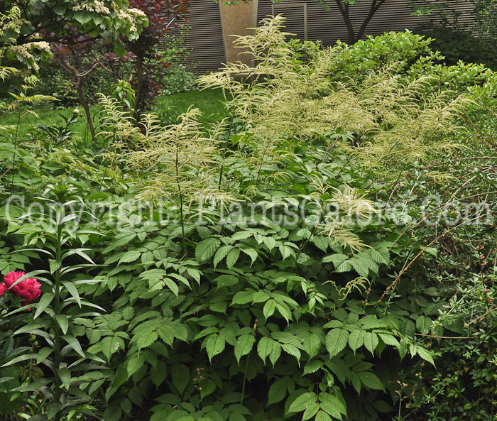 PGC-P-Aruncus-dioicus-aka-Goats-Beard-1