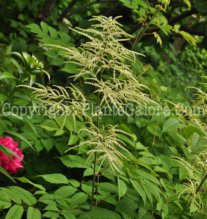 PGC-P-Aruncus-dioicus-aka-Goats-Beard-2