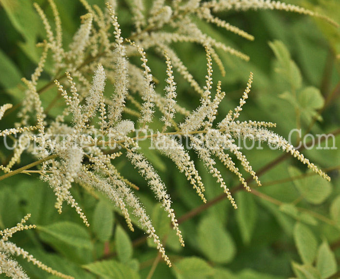 PGC-P-Aruncus-dioicus-aka-Goats-Beard-4