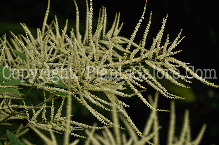 PGC-P-Aruncus-dioicus-aka-Goats-Beard-5