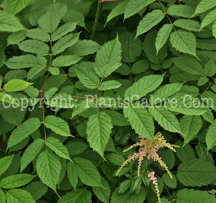 PGC-P-Aruncus-dioicus-aka-Goats-Beard-6