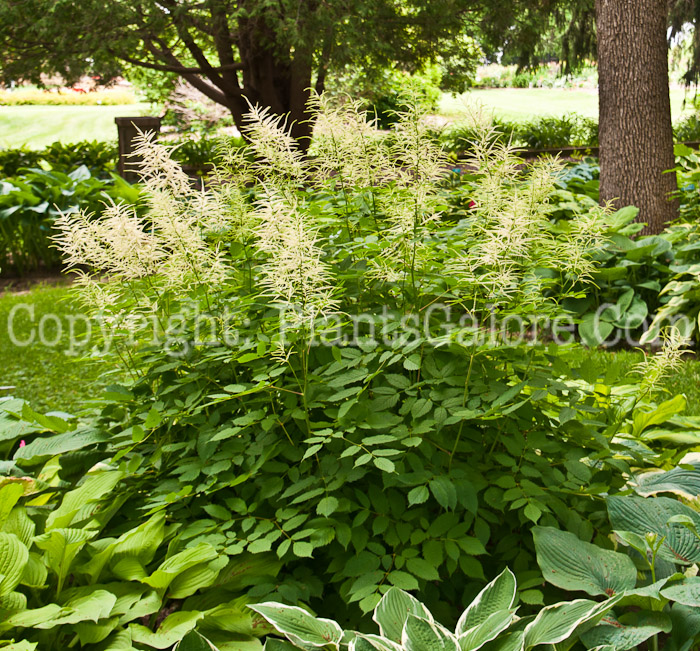 PGC-P-Aruncus-dioicus-aka-Goatsbeard-0614-1