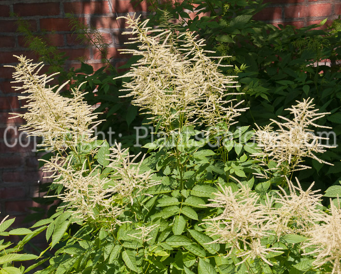 PGC-P-Aruncus-dioicus-aka-Goatsbeard-0614-2