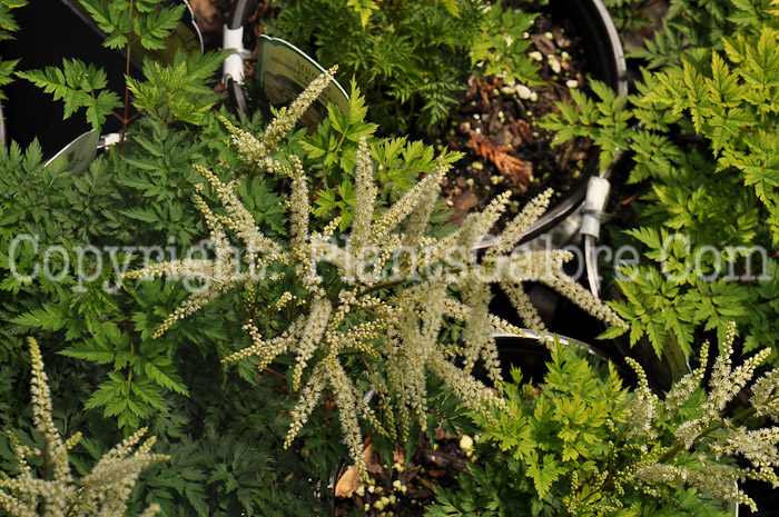 PGC-P-Aruncus-sylvestris-Guinea-Fowl-2010-01