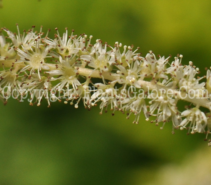 PGC-P-Aruncus-sylvestris-Guinea-Fowl-2010-02