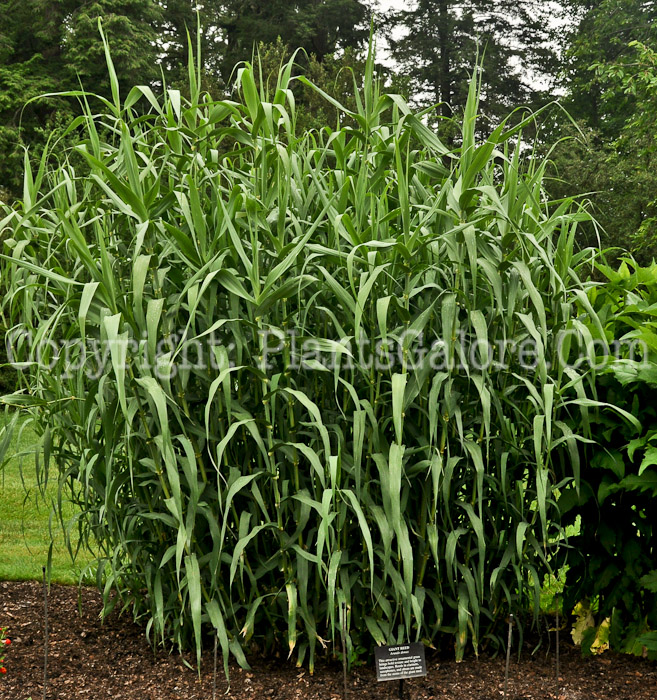 PGC-G-Arundo-donax-aka-Giant-Reed-Grass-1