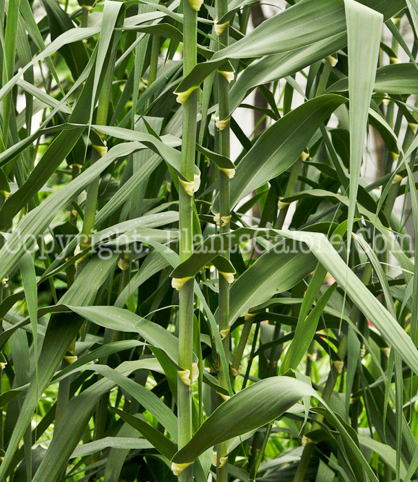 PGC-G-Arundo-donax-aka-Giant-Reed-Grass-4
