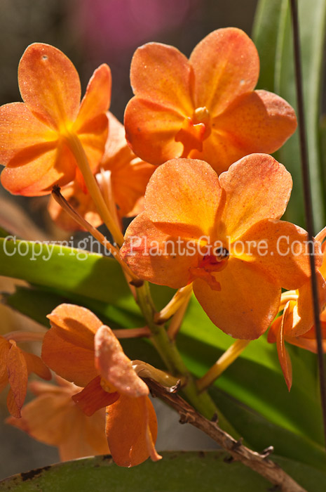 PGC-P-×-Ascocenda-Su-Fun-Beauty-Orange-Belle-aka-Orchid-0214-3-1
