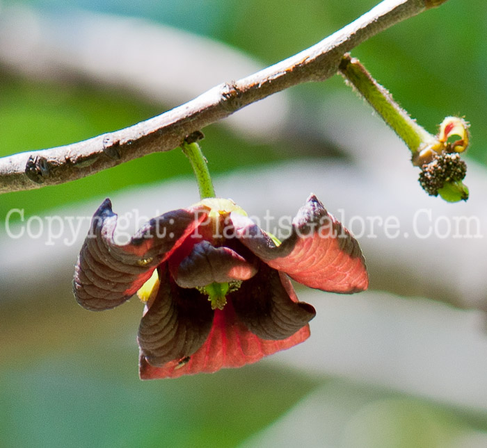 PGC-T-Asimmia-triloba-aka-Paw-Paw-flower-1