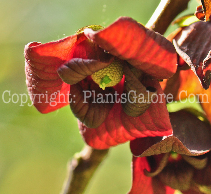 PGC-T-Asimmia-triloba-aka-Paw-Paw-flower-4