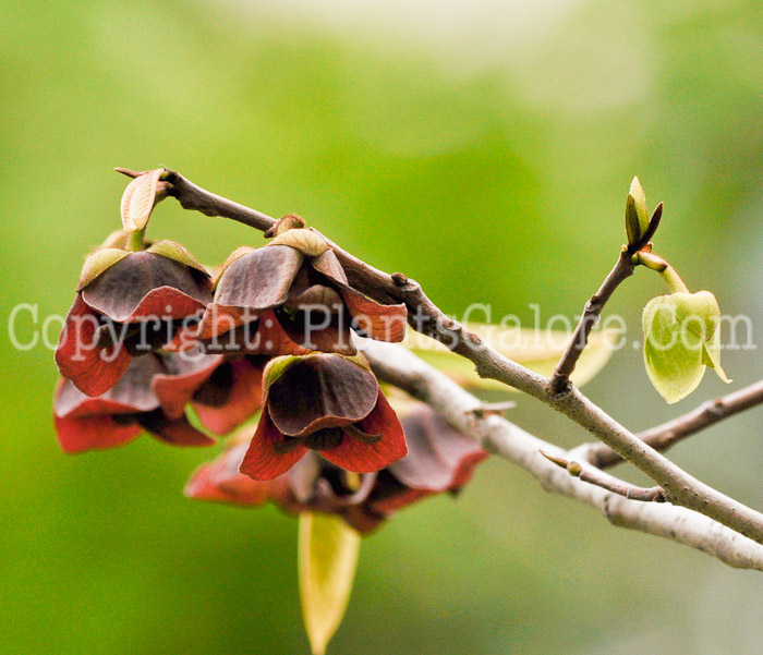 PGC-T-Asimmia-triloba-aka-Paw-Paw-flower-6