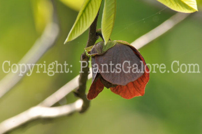 PGC-T-Asimmia-triloba-aka-Paw-Paw-flower-8