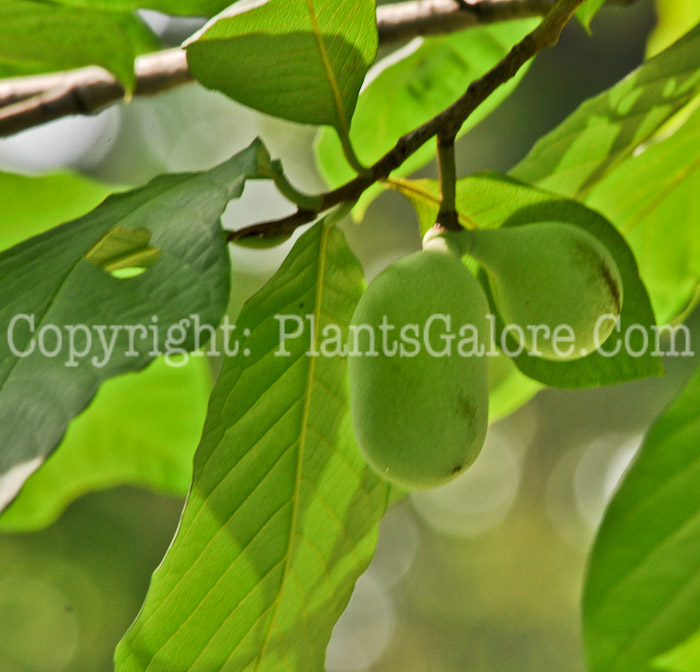 PGC-T-Asimmia-triloba-aka-Paw-Paw-fruit-1