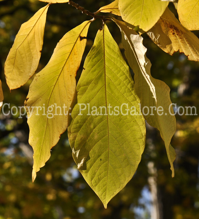 PGC-T-Asimmia-triloba-aka-Paw-Paw-leaf-3