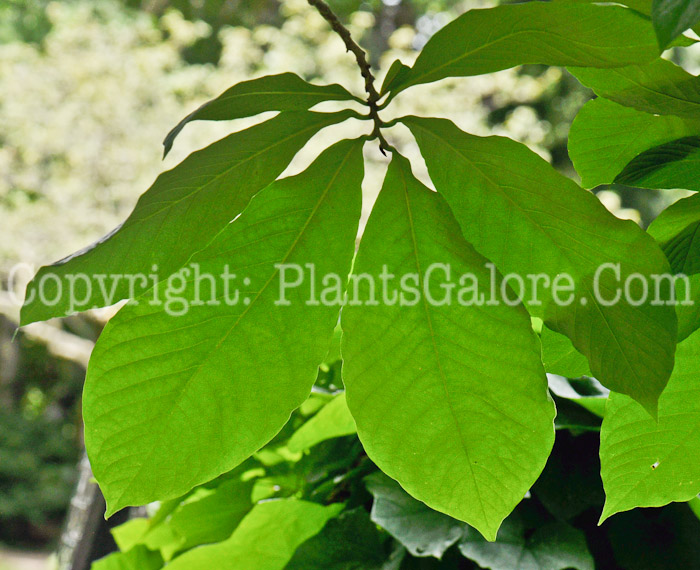 PGC-T-Asimmia-triloba-aka-Paw-Paw-leaf-4