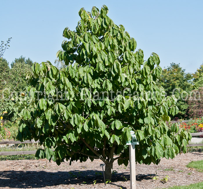 PGC-T-Asimmia-triloba-aka-Paw-Paw-tree-1