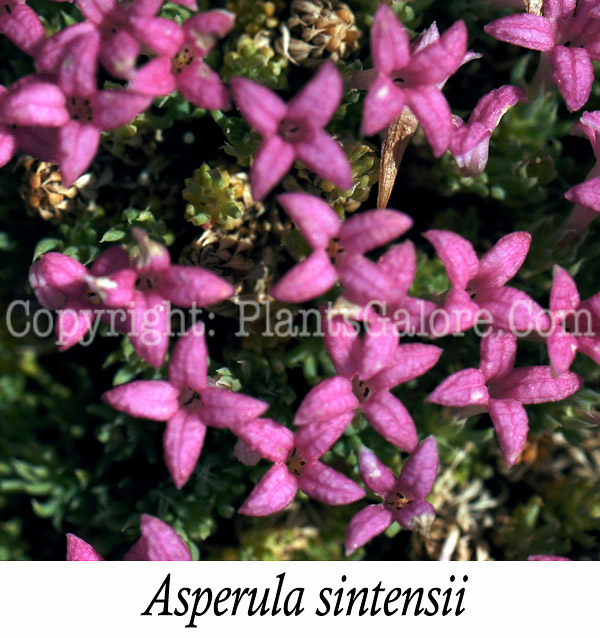 PGC-P-Asperula-sintensii-aka-Asperula-1