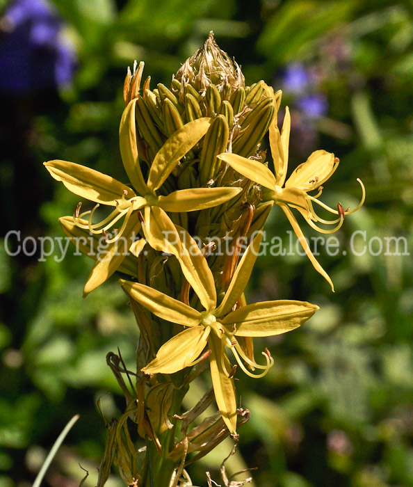 PGC-P-Asphodeline-lutea-aka-Kings-Spear-2-1