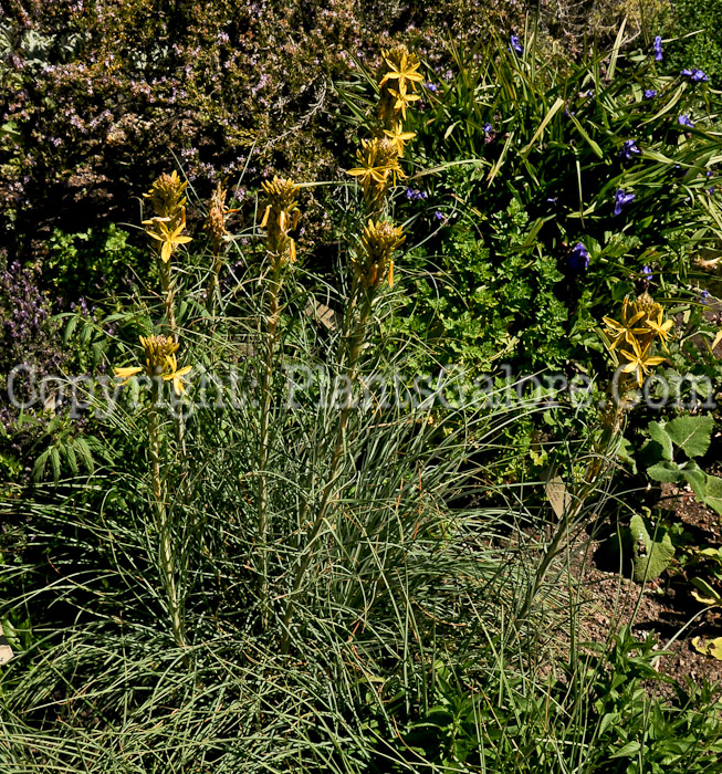 PGC-P-Asphodeline-lutea-aka-Kings-Spear-3