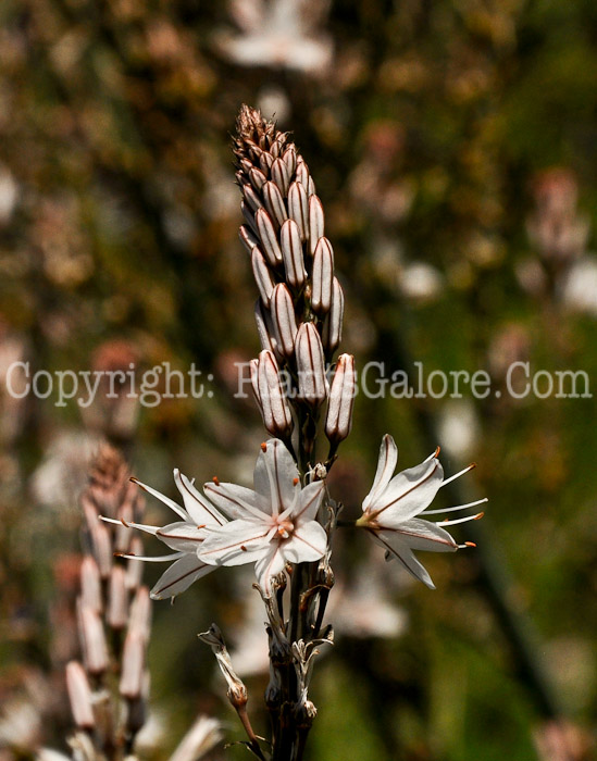 PGC-P-Asphodelus-aestivus-aka-Common-Asphodel-1