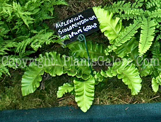 PGC-F-Asplenium-scolopendrium-2010-0076