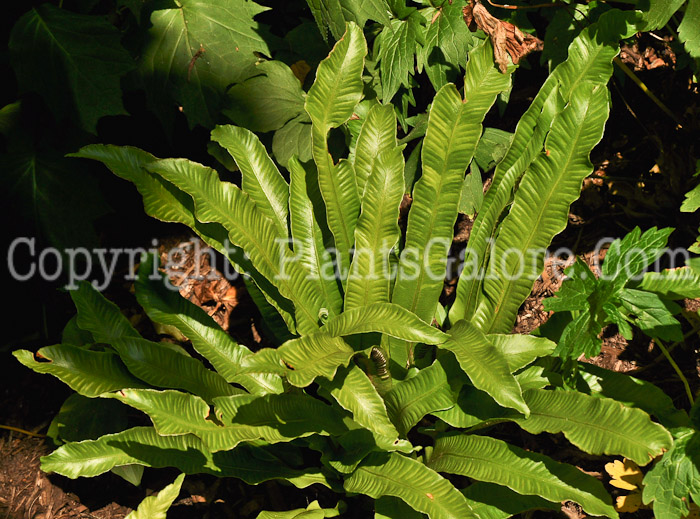 PGC-F-Asplenium-scolopendrum-aka-Harts-Tongue-Fern-3