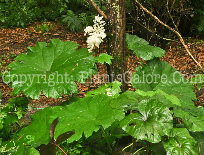 PGC-P-Astilboides-tabularis-aka-Shieldleaf-Rogers-Flower-2