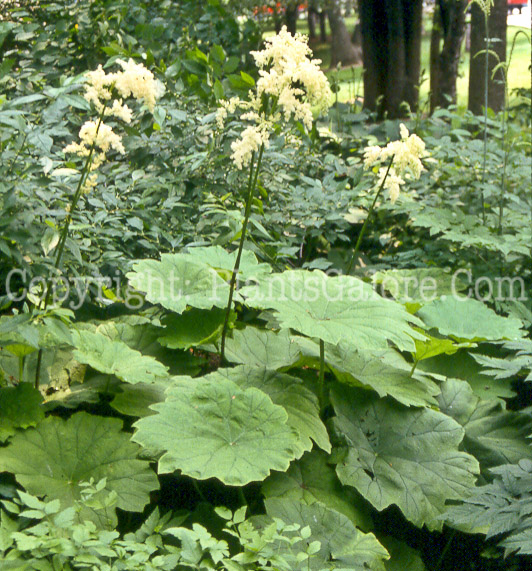 PGC-P-Astilboides-tabularis-aka-Shieldleaf-Rogers-Flower-3