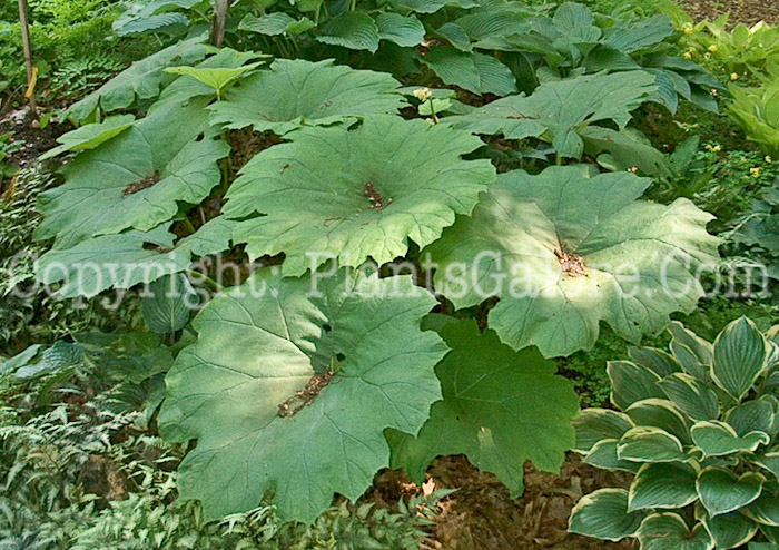 PGC-P-Astilboides-tabularis-aka-Shieldleaf-Rogers-Flower-4