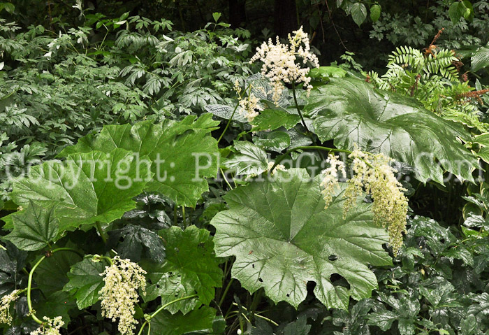 PGC-P-Astilboides-tabularis-aka-Shieldleaf-Rogers-Flower-5