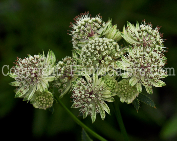 PGC-P-Astrantia-Abbey-Road-2012-1