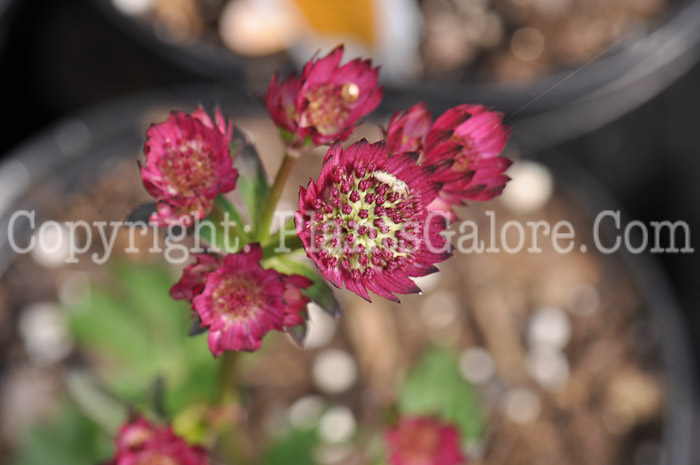 PGC-P-Astrantia-Star-of-Beauty1-2010-o001