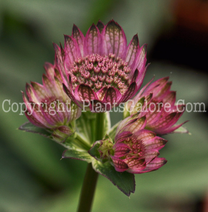 PGC-P-Astrantia-Star-of-Beauty-04-2012-1