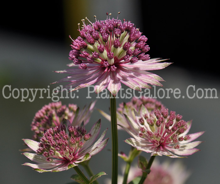 PGC-P-Astrantia-Star-of-Summer-2010-o003