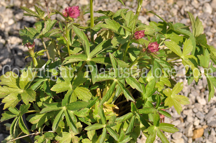 PGC-P-Astrantia-major-1-2010-o002