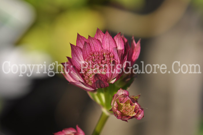 PGC-P-Astrantia-major-Rosensinfonie-2010-o002