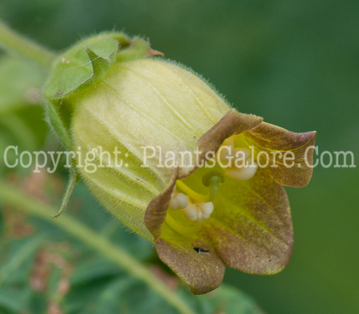 PGC-P-Atropa-belladonna-aka-Belladonna-0614-2