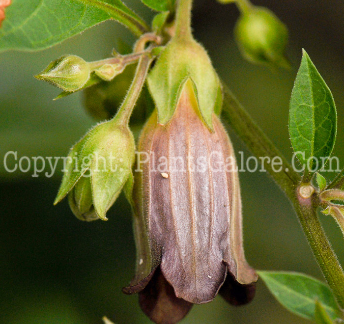 PGC-P-Atropa-belladonna-aka-Belladonna-12