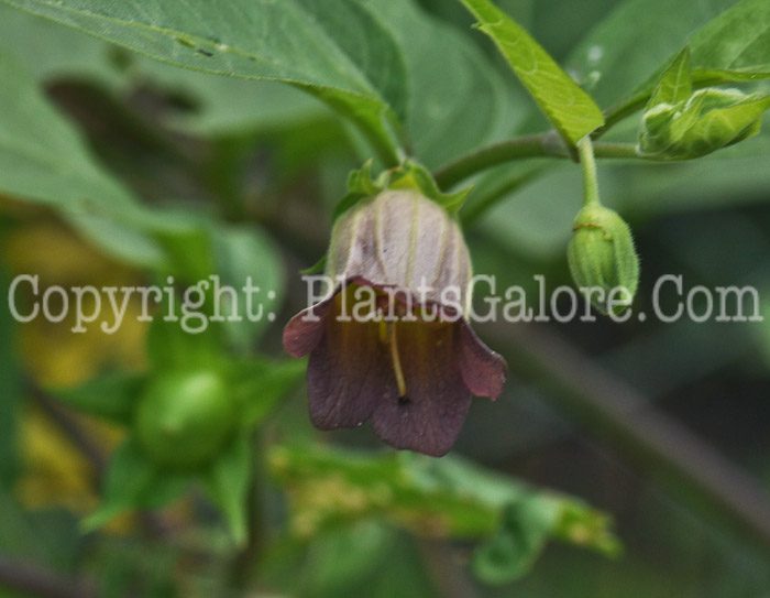 PGC-P-Atropa-belladonna-aka-Belladonna-13